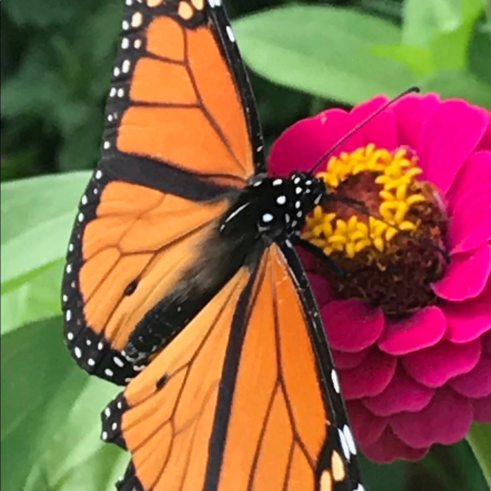 Meet your Posher, Mary